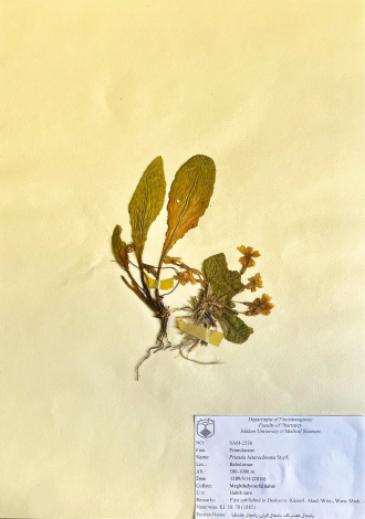 Primula heterochroma Stapf.-پامچال هفت‌رنگ، پامچال الوان، پامچال هفت‌قبا