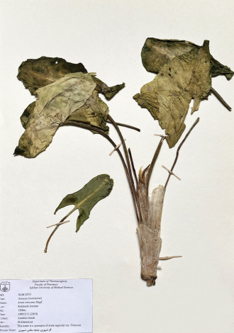 Arum virescens Stapf.-گل شیپوری، چمچه بنفش، شیپوری