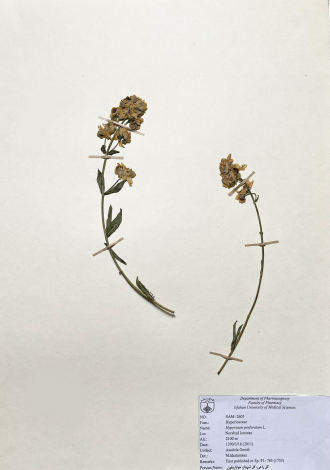 Hypericum perforatum L.-گل راعی، گل شهناز، هوفاریقون