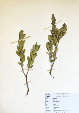 Myrtus communis L.-مورد، مورت، نام کهن آس بستانی