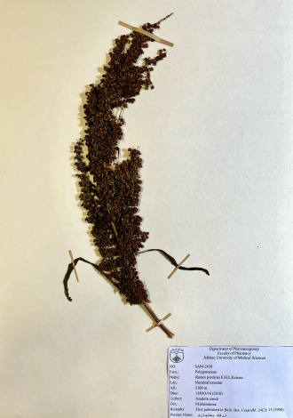 Rumex ponticus E.H.L.Krause.-ترشک بختیاری