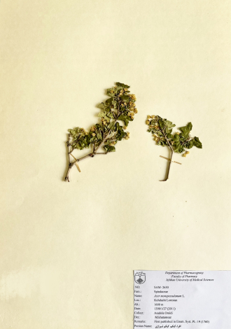 Acer monspessulanum L.-افرا، کیکم، کیکم شیرازی