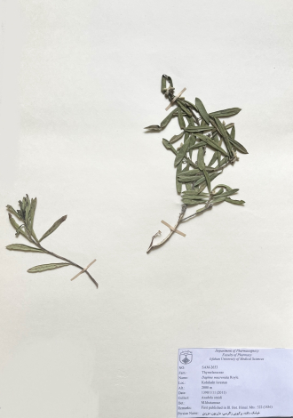 Daphne mucronata Royle.-خوشک، دافنه، برگبویی زاگرسی، مازریون، مزرین