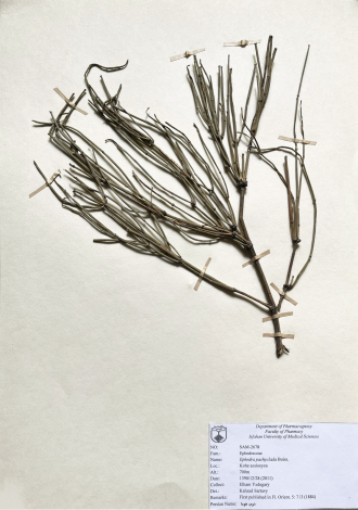 Ephedra pachyclada Boiss.-هوم، هوما