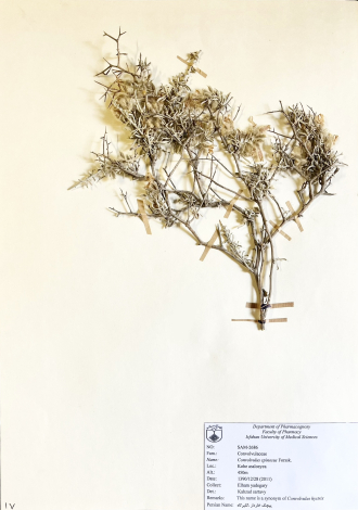 Convolvulus spinosus Forssk.-پیچک خاردار، کلیرکاه