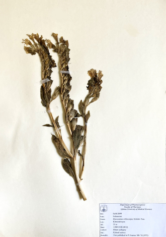 Hyoscyamus orthocarpus Schönb.-Tem.-بذرالبنج خوزستانی