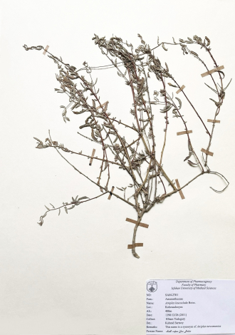 Atriplex leucoclada Boiss.-سلمکی ساق سفید، کلمک
