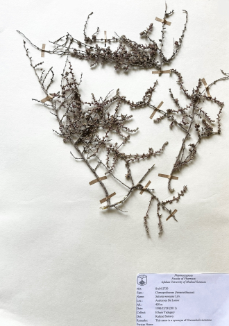Salsola montana Litv.-