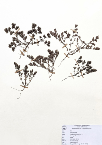 Frankenia pulverulenta L.-