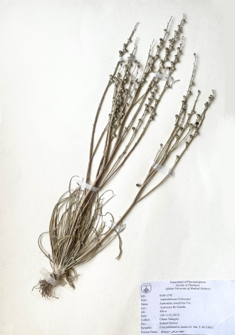 Asphodelus tenuifolius Cav.-سفید سریش ، سریشک