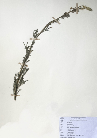 Reseda lutea L.-ورث، اسپرک زرد