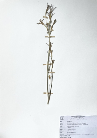 Ixiolirion tataricum (Pall.) Schult. & Schult.f.-خیارک