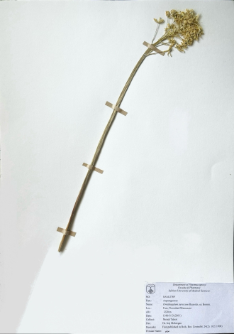 Ornithogalum persicum Hausskn. ex Bornm.-مولیر