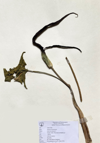 Arum maculatum L.-کارده سرماری شیپوری کارده،