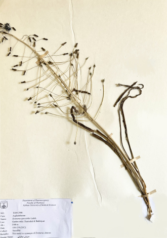 Eremurus spectabilis Ledeb.-سریش تماشایی