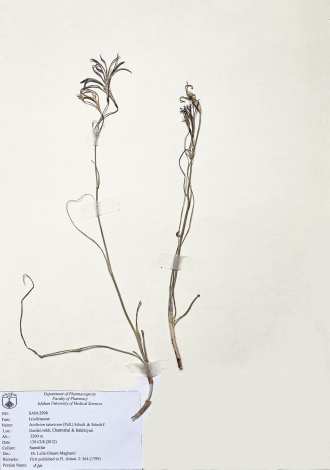 Ixiolirion tataricum (Pall.) Schult. & Schult.f.-خیارک