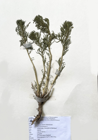 Peganum harmala L.-اسفند