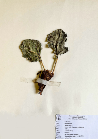 Rheum ribes L.-ریواس، ریباس