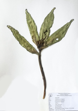 Colchicum kotschyi Boiss.-گل حسرت، گل حسرت سفید