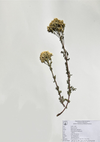 Hypericum scabrum L.-علف چای، گل راعی، گل راعی دیهیمی، علف زیره، زنبق کوهی