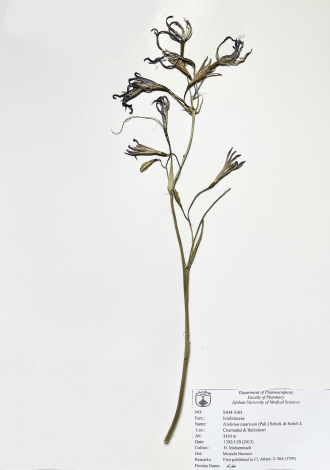 Ixiolirion tataricum (Pall.) Schult. & Schult.f.-خیارک