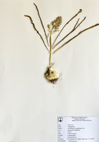 Ornithogalum orthophyllum Ten.-شیر مرغ برگ راست