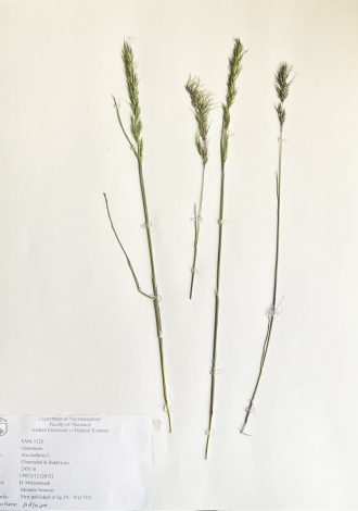 Poa bulbosa L.-چمن پیازک دار