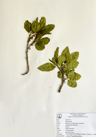 Rhamnus cornifolia Boiss. & Hohen.-سیاه‌تنگرس صخره‌روی، گردوی کوهی