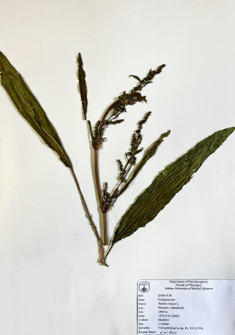 Rumex crispus L.-ترشک مواج