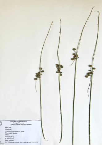 Scirpoides holoschoenus (L.) Soják-