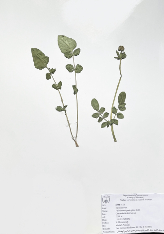 Valeriana sisymbriifolia Vahl.-علف گربه، سنبل الجبل، سنبل الطیب هندی، باسنبل عصفر با، والرین کوهستانی
