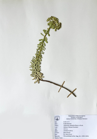 Euphorbia splendens Bojer ex Hook.-