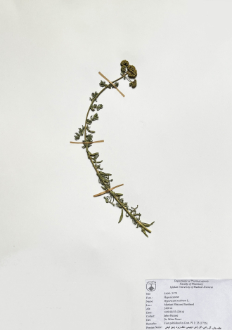 Hypericum scabrum L.-علف چای، گل راعی، گل راعی دیهیمی، علف زیره، زنبق کوهی