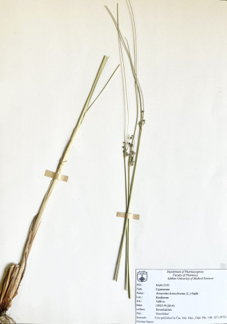 Scirpoides holoschoenus (L.) Soják-
