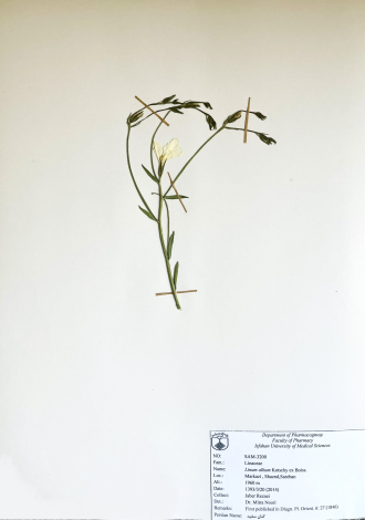 Linum album Kotschy ex Boiss.-کتان سفید