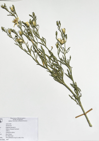 Peganum harmala L.-اسفند