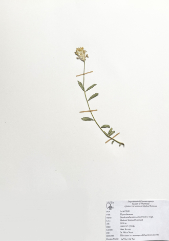 Dendrostellera lessertii (Wikstr.) Tiegh.-سیاه کینه، سیاه گینه