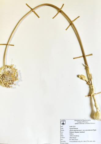 Allium ampeloprasum L. var. atroviolaceum Regel.-