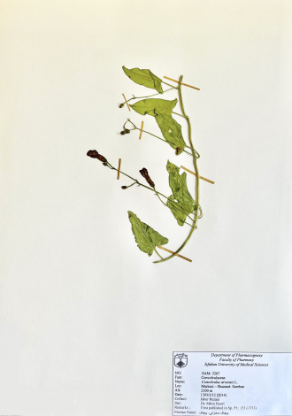 Convolvulus arvensis L.-پیچک، پیچک صحرایی