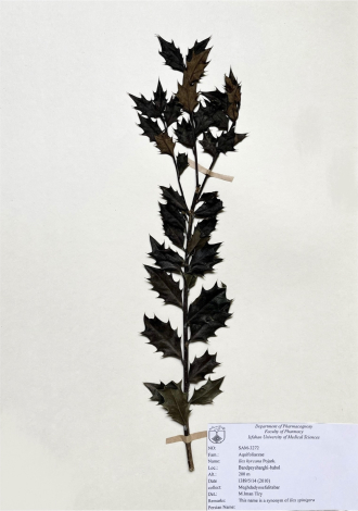 Ilex hyrcana Pojark.-