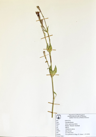 Silene aucheriana Boiss.-