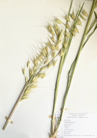 Avena sterilis L.-