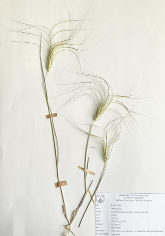 Taeniatherum crinitum (Schreb.) Nevski-گیسو چمن