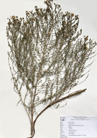 Hypericum triquetrifolium Turra.-