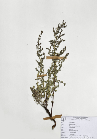 Hypericum scabrum L.-علف چای، گل راعی، گل راعی دیهیمی، علف زیره، زنبق کوهی