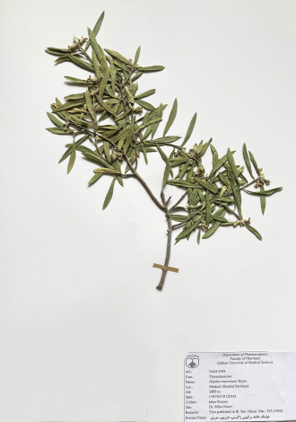 Daphne mucronata Royle.-خوشک، دافنه، برگبویی زاگرسی، مازریون، مزرین