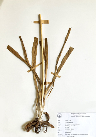 Eremurus spectabilis Ledeb.-سریش تماشایی