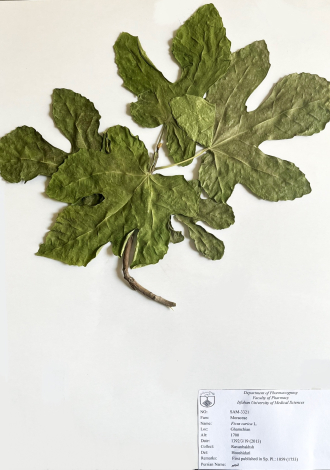Ficus carica L.-انجیر