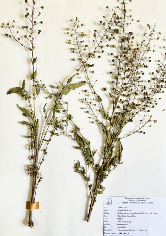 Verbascum agrimoniifolium (K.Koch) Hub.-Mor.-گل ماهور غافثی