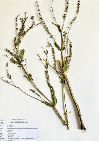 Veronica anagallis-aquatica subsp. oxycarpa (Boiss.) Elenevsky-سیزاب آبی